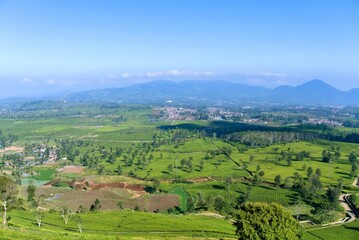 Obraz premium Amazing landscape view and green tea gardens and blue sky