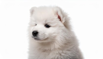 Obraz premium サモエドの子犬のポートレート（Samoyed puppy portrait on white background） 