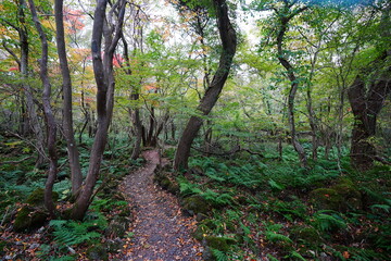 autumn path through thick ferns and old trees