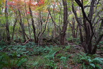 Fototapeta premium dense autumn forest with ferns and old trees