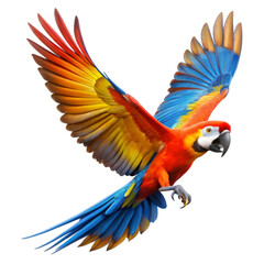 Fototapeta premium Flying parrot