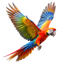 Obraz premium Flying parrot