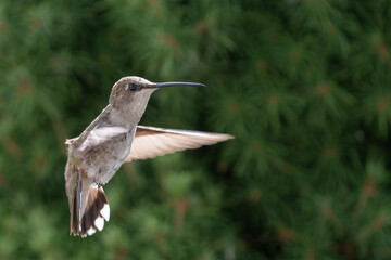 Hummingbird in Flight