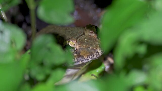 Giant River Frog (Limnonectes leporinus) hiding in the grass. Close up Asian Grass Frog (Fejervarya limnocharis) in tropical jungle rainforest, Malaysia