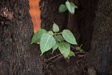 Leaves on tree in the garden. (Selective focus)