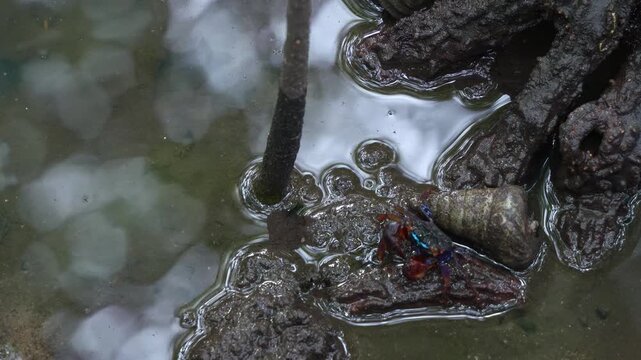 Iridescent face banded crab, a sediment grazer, feeding on mangrove leaves and roots in wetlands environment with sea snail lying on the mudflats, close-up shot during the low tide period.