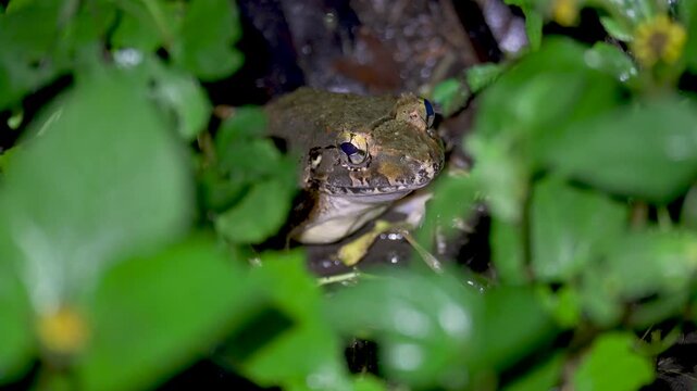 Giant River Frog (Limnonectes leporinus) hiding in the grass. Close up Asian Grass Frog (Fejervarya limnocharis) in tropical jungle rainforest, Malaysia