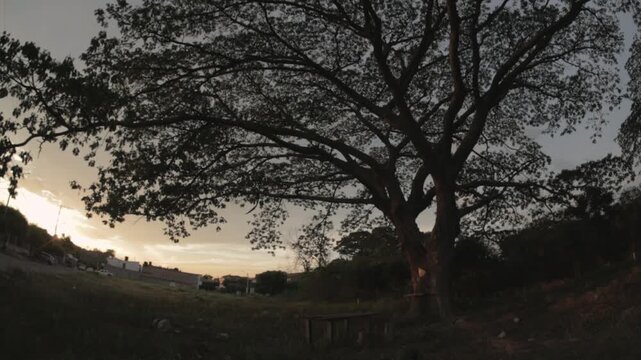 Sunset leafy tree - Fisheye