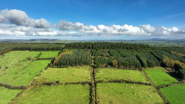 Mullyash Kerbed Cairn, County Monaghan, Ireland, November 2022. Drone ascends above pastoral farmland revealing view east with a hiltop of planted forest and a National Monument of Neolithic Stones.