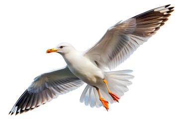 Obraz premium Seagull in flight on isolated white background, Clipping path