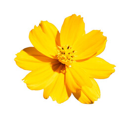 yellow flower isolated on white