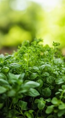 Obraz premium Vibrant green herbs growing abundantly in a garden, capturing the essence of nature and freshness to enhance culinary creations.