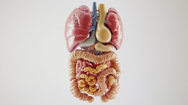 A cross-sectional view of the human digestive and urinary systems, highlighting the interplay between digestion and waste elimination