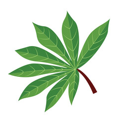 Cassava Leaves or Manihot esculenta Illustration