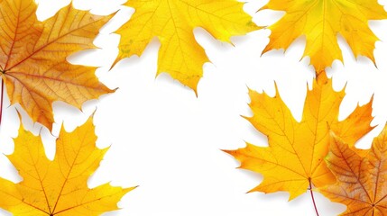 Fototapeta premium Bright yellow autumn leaves arranged on a white background, vibrant yellow hues create a cheerful lively, beauty autumn, arrangement is simple yet striking, perfect for seasonal themes.