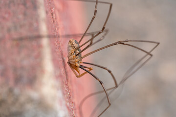 House spider with long legs on the wall