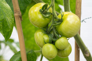 Green unripe tomatoes in the garden