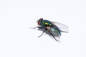 Fly on a white background 