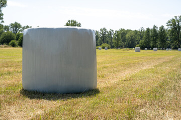 Wrapped hay bales on the agricultural field