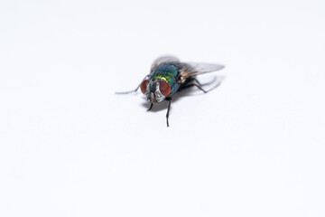 Fly on a white background 