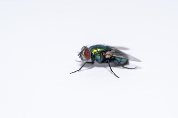 Fly on a white background 