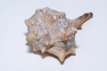 Sea shell on white background