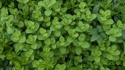 Obraz premium グリーン