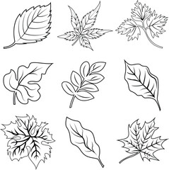 Fototapeta premium Minimalist Foliage or Fresh Leaf Outline Icon Design Collection