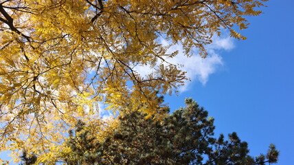 Autumn Fall October in Canada maple leaves trees yellow red green colorful