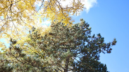 Autumn Fall October in Canada maple leaves trees yellow red green colorful