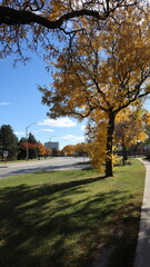 Autumn Fall October in Canada maple leaves trees yellow red green colorful