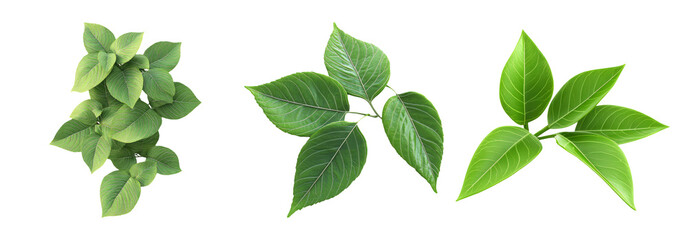 Green leaves isolated on transparent background, fresh botanical set