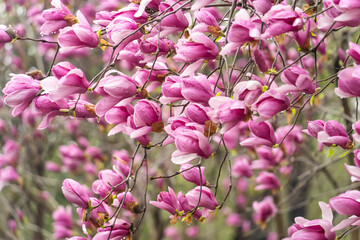 Obraz premium magnolia with dew drops blooming in the spring