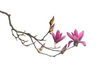 pink magnolia flower spring branch isolated on white background