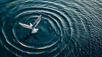 A Majestic Bird Gliding Above Rippling Water, Capturing a Moment of Grace and Tranquility as It Creates Concentric Circles in the Calm, Reflective Surface Below

