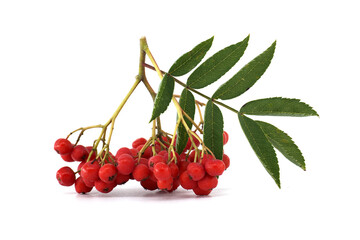 Bright red rowan berries with green leaves isolated on a white background