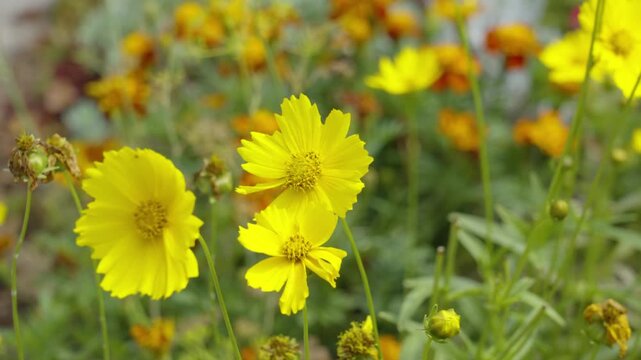 Clip slowing down while rotating around the yellow petal plant.