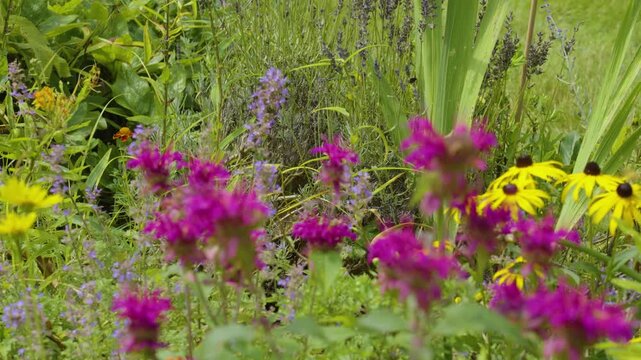 Wildflowers growing on the side of the road.