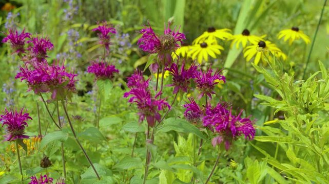 A summer breeze passing through the flower garden.