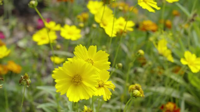 An at home garden of lush wildflowers.