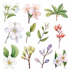 Fototapeta premium Watercolor illustration of a collection of spring flowers and buds with leaves isolated on white background.