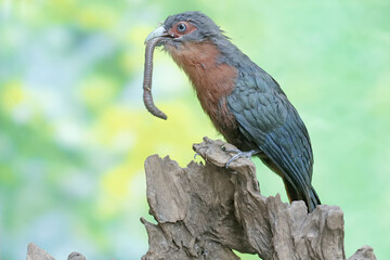 A young chestnut-breasted malkoha is preying on a large earthworm. This beautifully colored bird has the scientific name Phaenicophaeus curvirostris.