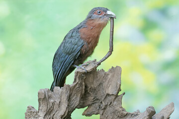 A young chestnut-breasted malkoha is preying on a large earthworm. This beautifully colored bird has the scientific name Phaenicophaeus curvirostris.
