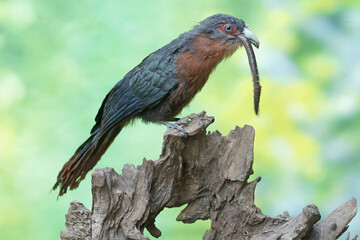 A young chestnut-breasted malkoha is preying on a large earthworm. This beautifully colored bird has the scientific name Phaenicophaeus curvirostris.