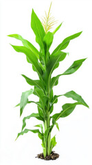 Fototapeta premium Corn plant isolated on a white background for garden design.