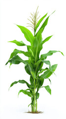 Fototapeta premium Corn plant isolated on a white background for garden design.