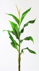Fototapeta premium Corn plant isolated on a white background for garden design.