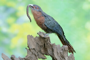 Obraz premium A young chestnut-breasted malkoha is preying on a grasshopper. This beautifully colored bird has the scientific name Phaenicophaeus curvirostris.