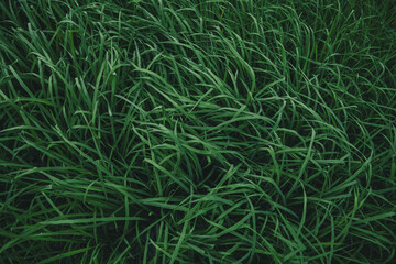 Dark green rice leaves after rain, oxygen, agriculture, nature conservation