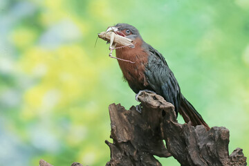 A young chestnut-breasted malkoha is preying on a grasshopper. This beautifully colored bird has the scientific name Phaenicophaeus curvirostris.